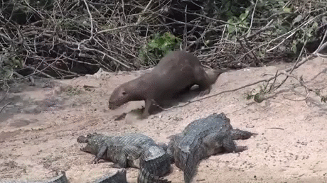 aRAqQQA_460sv