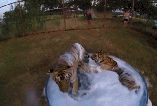 -тигры-купание-3113161