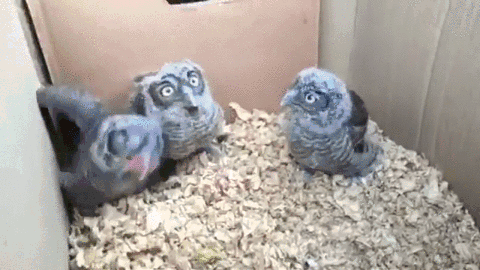 -совята-обед-живность-3113688