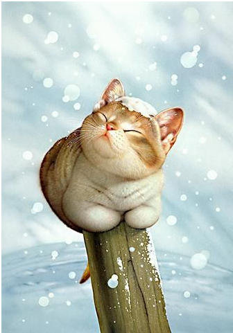 котик
