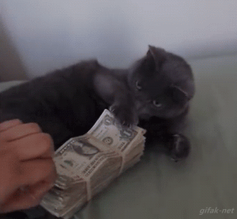 кот и баксы