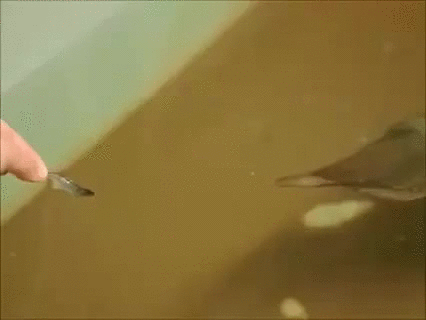 Feeding a cuttlefish - Imgur