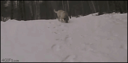 Dogs_snow_body_sledding