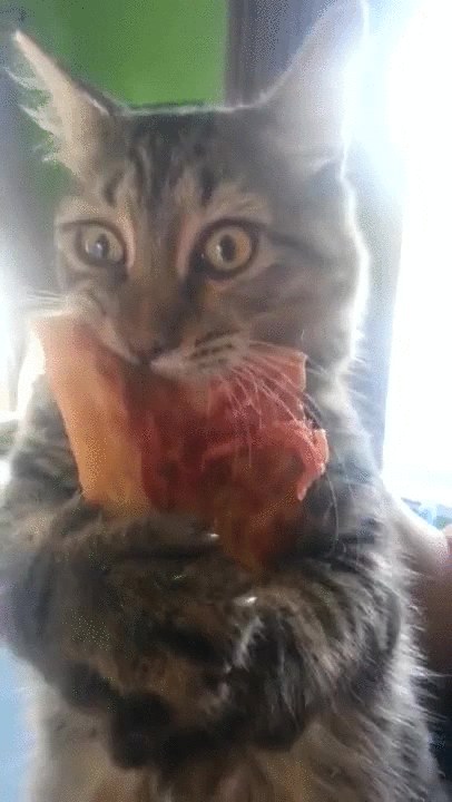 Пицца кот