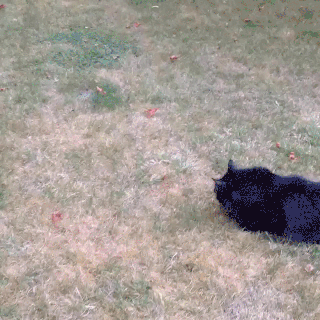 gif_1466183481