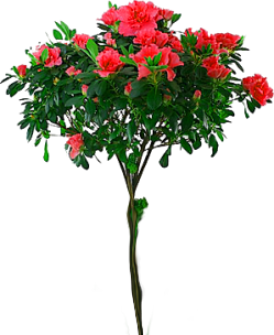 mel-scr-flower13
