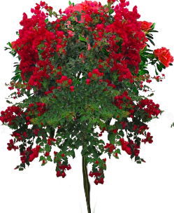mel-scr-flower13