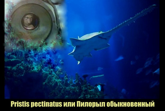 пилорыл обыкновенный