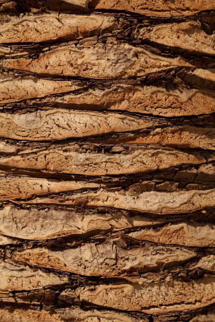 palm-tree-trunk-1370942201l0R