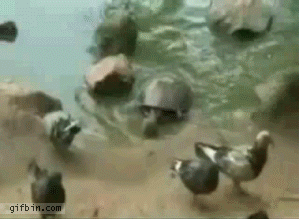 черепашка