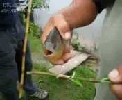 пиранья