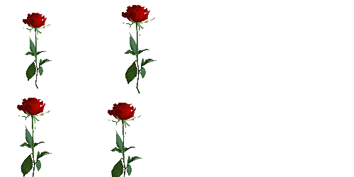 kiparis rose