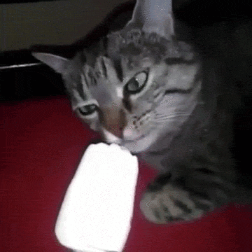 cat-brain-freezes-to-make-your-day-that-much-better-10-gifs-1