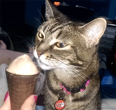 cat-brain-freezes-to-make-your-day-that-much-better-10-gifs-4