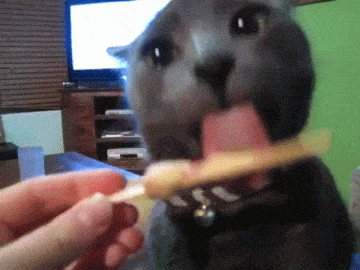 cat-brain-freezes-to-make-your-day-that-much-better-10-gifs-6
