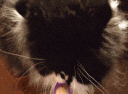 cat-brain-freezes-to-make-your-day-that-much-better-10-gifs-8