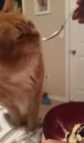 cat-brain-freezes-to-make-your-day-that-much-better-10-gifs-9