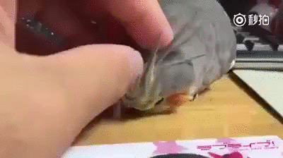 Don't stop scratching  - Imgur