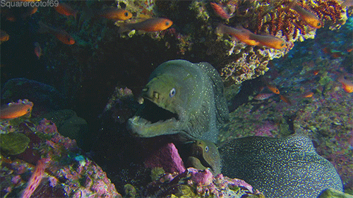 fish-2
