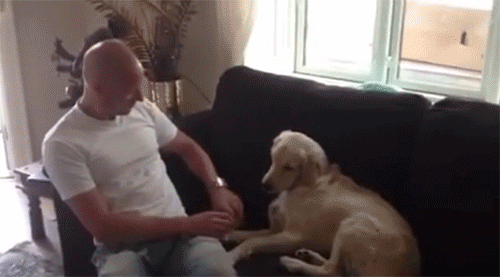 the_best_dog_gifs_on_the_internet_04