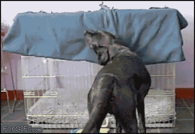 the_best_dog_gifs_on_the_internet_11