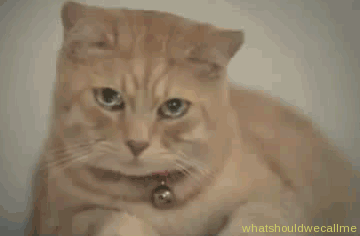 Грустный кот