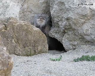 -котэ-манул-1805543