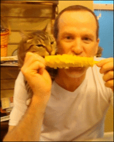 кот и кукуруза