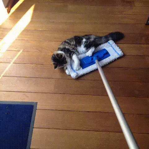 швабра, котики