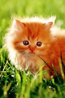 _82_20140821_1334933722