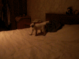 kote