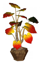 Цветы, Растения