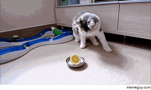 when-life-gives-you-lemons-lose-depth-perception-chris-humprhies-150748