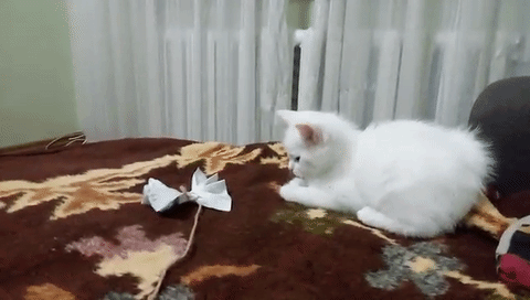 cat 1