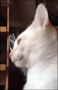 gif3259