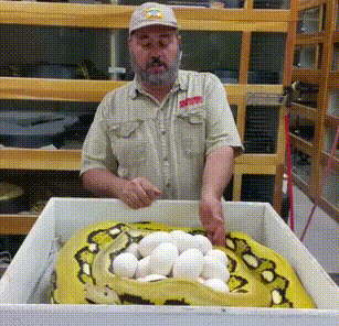 147403362717558406