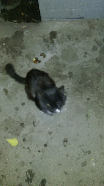IMAG0278