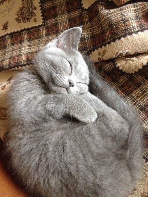 Кот