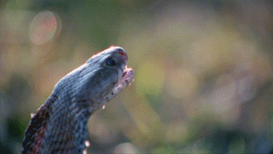 Мозамбикская кобра брызжет ядом