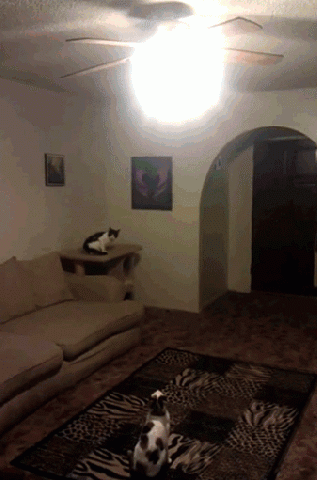 котоламп