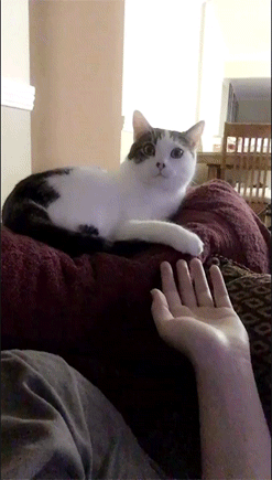 -котэ-3391225