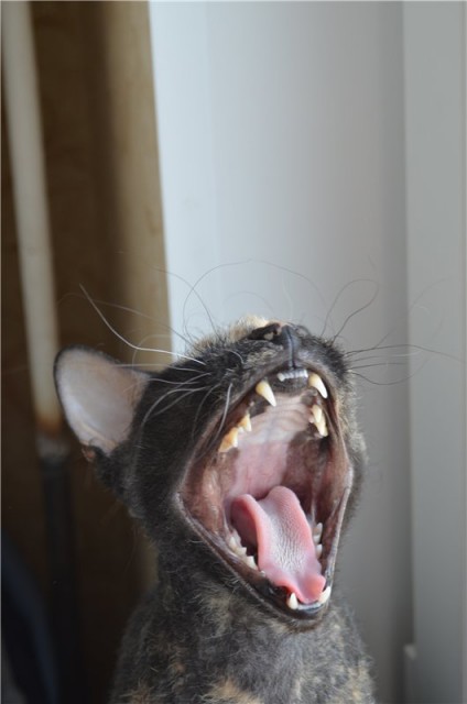 12345
