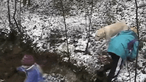 __Dog Jump