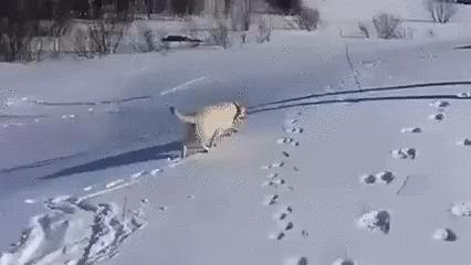 тоже люди