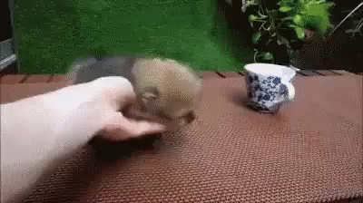 на дачу