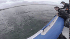 shark