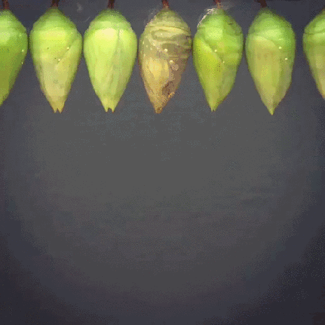 32c6e85e69a59ee3e7b56080ee6fcbfce72ad87f0912cb120ba248e3f903a6ac_1