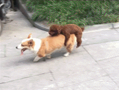 -живность-собакены-битый-небитого-везёт-3358394