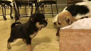 __2dogs