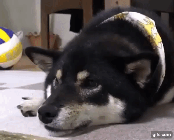 -собакен-anger-don't-touch-me-3457353